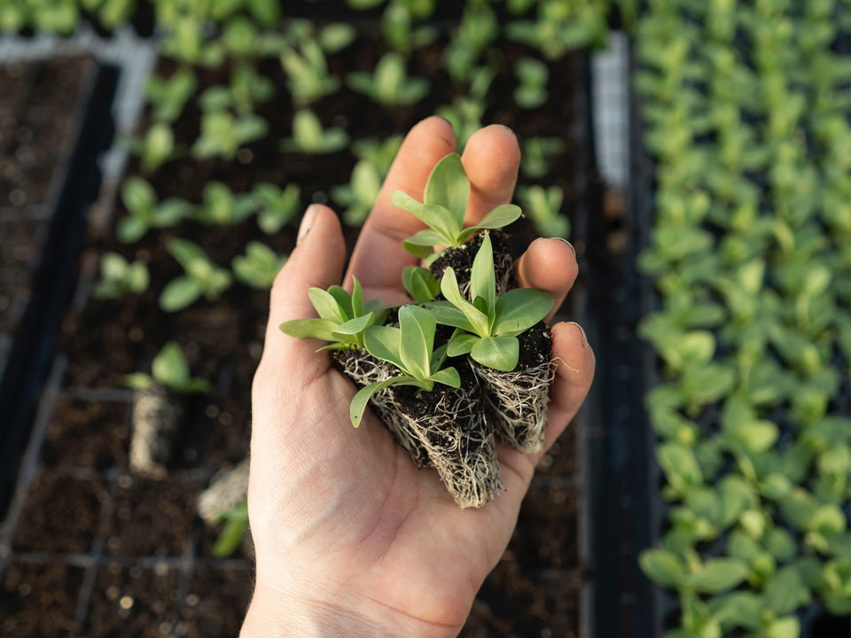 Circo Kernow horticulture Course